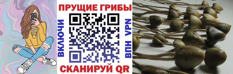 Галлюциногенные грибы Psilocybine cubensis Кораблино